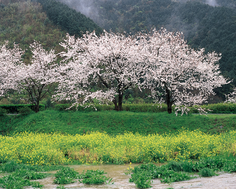 日本の春の風景