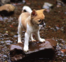 一休みしている子犬の写真