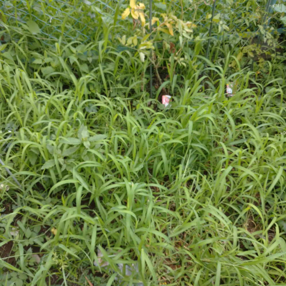 雑草が茂っている様子